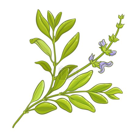 Planta de salvia con flores y hojas de color Ilustración detallada. Vector aislado para diseño o decoración.
