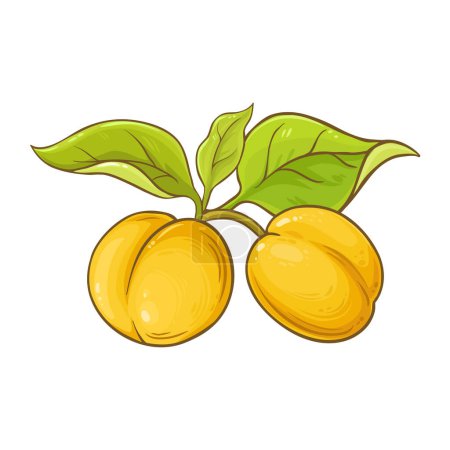 Aprikosenfrüchte mit Blättern farbige Abbildung. Natürliche biologische und gesunde Nahrungsmittelzutat, vegetarisches Diätprodukt. Vektor isoliert für Design oder Dekoration.