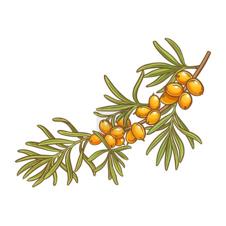 Sea buckthorn Branch with Berries and Leaves Colored Detailed Illustration. Organic natural nutritional healthy food ingredient, vegetarian diet product. Vector isolated for design or decoration.