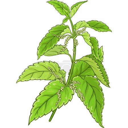 Illustration for Nettle Branch with Leaves Colored Detailed Illustration. Vector isolated for design or decoration. - Royalty Free Image