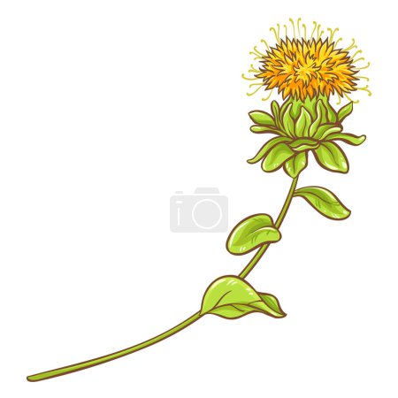 Illustration for Safflower Plant with Flower and Leaves Colored Detailed Illustration. Vector isolated for design or decoration. - Royalty Free Image