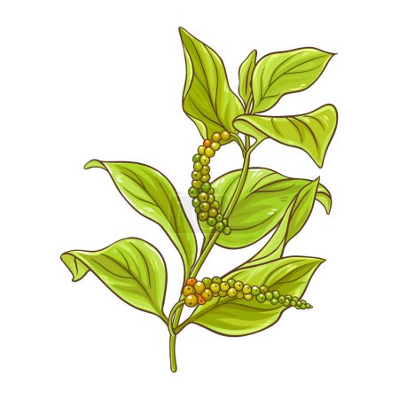 Black Pepper Branch Colored Detailed Illustration. Vector isolated for design or decoration.