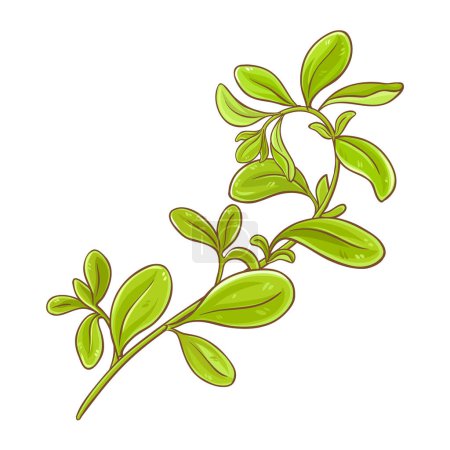 Branche de marjolaine avec des feuilles colorées Illustration détaillée. Ingrédient alimentaire sain nutritionnel naturel biologique, produit alimentaire végétarien. Vecteur isolé pour design ou décoration.