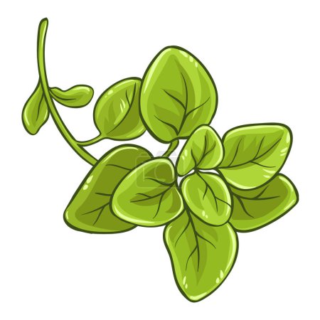 Oregano Branch with Leaves Colored Detailed Illustration. Vector isolated for design or decoration.