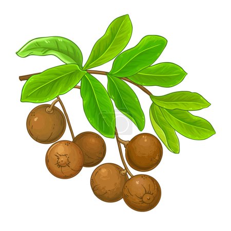 Paranuss-Zweig mit Nüssen und Blättern farbige Detailillustration. Natürliche biologische und gesunde Nahrungsmittelzutat, vegetarisches Diätprodukt. Vektor isoliert für Design oder Dekoration.