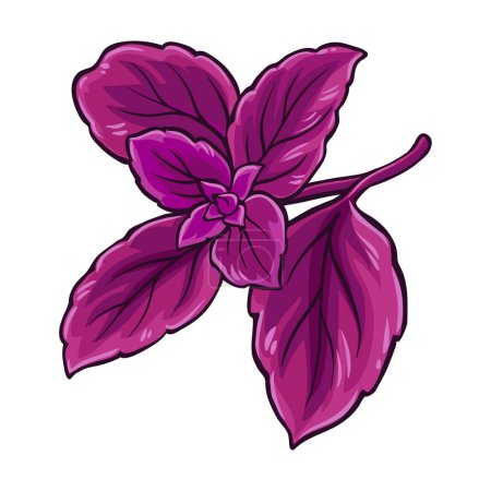 Rama de albahaca púrpura con hojas de color ilustración detallada. Ingrediente alimenticio saludable natural orgánico, producto dietético vegetariano. Vector aislado para diseño o decoración.