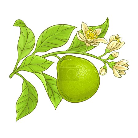 Bergamotte Zweig mit Blüten und Blüten farbige Detailillustration. Natürliche biologische und gesunde Nahrungsmittelzutat, vegetarisches Diätprodukt. Vektor isoliert für Design oder Dekoration.