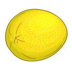 Melon Fruits Colored Detailed Illustration. Organic natural nutritional healthy food ingredient, vegetarian diet product. Vector isolated for design or decoration.