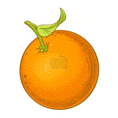 Orange Frucht farbige Detailillustration. Natürliche biologische und gesunde Nahrungsmittelzutat, vegetarisches Diätprodukt. Vektor isoliert für Design oder Dekoration.