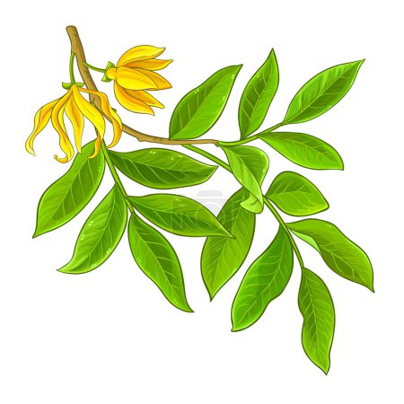 Ylang Ylang Branch with Flowers and Leaves Colored Detailed Illustration. Essential oil ingredient for cosmetics, spa, aromatherapy, health care. Vector isolated for design or decoration.