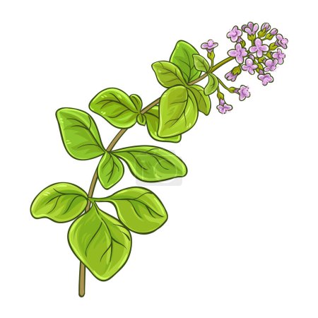 Oregano Branch with Flowers and Leaves Colored Detailed Illustration. Vector isolated for design or decoration.