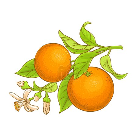 Orangenzweig mit Blumen, Früchten und Blättern, farbige Detailillustration. Natürliche biologische und gesunde Nahrungsmittelzutat, vegetarisches Diätprodukt. Vektor isoliert für Design oder Dekoration.