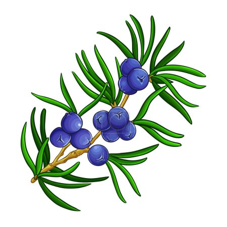 Juniper Branch with Berries and Leaves Colored Detailed Illustration. Vector isolated for design or decoration.