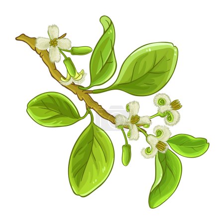 Ximenia Branch Colored Detailed Illustration.. Vector isolated for design or decoration.