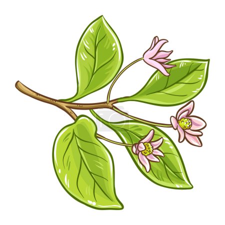 Illustration for Schisandra Branch Berries and Leaves Colored Detailed Illustration. Organic natural nutritional healthy food ingredient, vegetarian diet product. Vector isolated for design or decoration. - Royalty Free Image