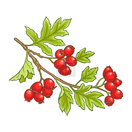 Hawthorn Branch with Berries and Leaves Colored Detailed Illustration. Ingredient for health care and alternative medicine. Vector isolated for design or decoration.