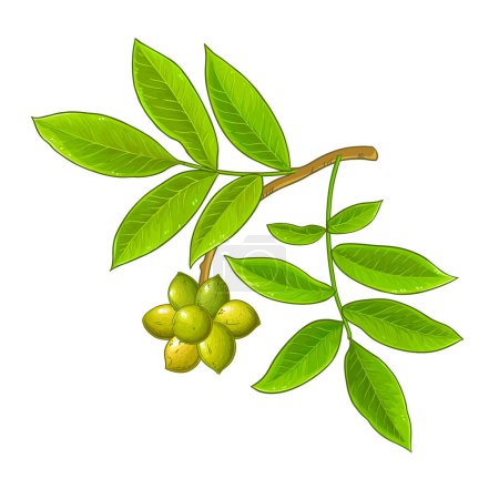 Ylang Ylang Branch with Fruits and Leaves Colored Detailed Illustration. Essential oil ingredient for cosmetics, spa, aromatherapy, health care. Vector isolated for design or decoration.