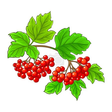 Téléchargez les illustrations : Guelder Rose Branch with Berries and Leaves Colored Illustration détaillée. Vecteur isolé pour design ou décoration. - en licence libre de droit