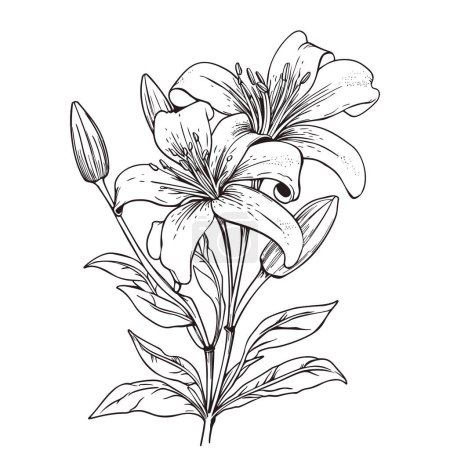 Téléchargez les photos : Belle fleur de lys isolée sur fond blanc. Illustration dessinée à la main. - en image libre de droit