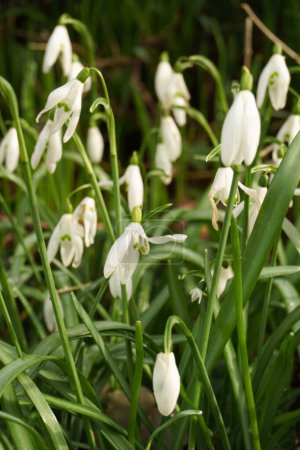 Photo of delicate springs flowers of snowdrops in green grass, the first spring flowers
