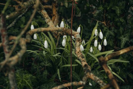 Photo of delicate springs flowers of snowdrops in green grass, the first spring flowers