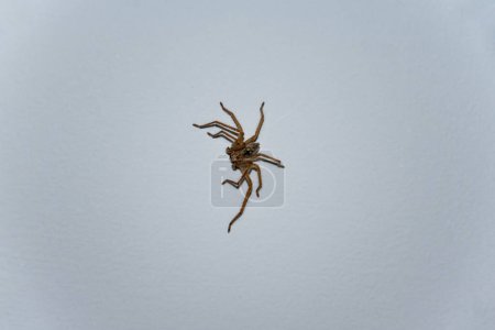 Spider on the ceiling in the night room, arachnophobia is the fear of spiders and other arachnids