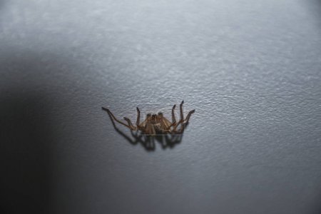 Spinne an der Decke im Nachtzimmer, Arachnophobie ist die Angst vor Spinnen und anderen Spinnentieren