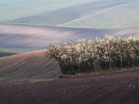 Foto de Un paisaje agrícola ondulante llamado Moravia Toscana con franjas de campos de formas geométricas en varios tonos de marrón y verde. Los arbustos son un elemento típico de este paisaje fotogénico, buscado por fotógrafos de todo el mundo.. - Imagen libre de derechos