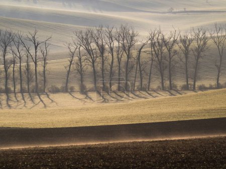 Foto de El ondulante paisaje de Moravia llamado Moravia Toscana en la neblina de la mañana con cinturones bio típicos de campos y prados y filas de árboles como un elemento refrescante. La región fotogénica es buscada por fotógrafos de todo el mundo. - Imagen libre de derechos