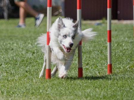 Photo for Jet-running Australian Shepherd between slalom poles during agility competitions - Royalty Free Image