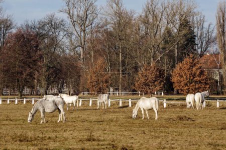 Téléchargez les photos : Un troupeau de chevaux kladruber blancs dans un enclos dans les pâturages près du haras. Race tchèque originale, utilisée pour le service cérémonial et représentatif - en image libre de droit