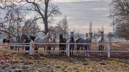 Photo for A small herd of purebred white and black cladruber horses at the edge of a paddock on a nice autumn day. This oldest original Czech breed adorns the pastures near Kladruby on the Labem. Trees in the background, hoarfrost on the grass - Royalty Free Image