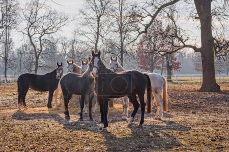 Téléchargez les photos : Un groupe de nobles chevaux de kladruber blancs et noirs dans un enclos par une belle journée d'automne. La plus ancienne race tchèque orne les pâturages près de Kladruby nad Labem. Arbres en arrière-plan, givre sur l'herbe - en image libre de droit