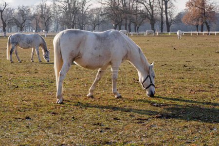 Téléchargez les photos : Un troupeau de chevaux de kladruber blanc sur de vastes pâturages près de Kladruby nad Labem. La plus ancienne race de chevaux tchèque d'origine est inscrite sur la Liste du patrimoine mondial de l'UNESCO. Service cérémonial et représentatif - en image libre de droit