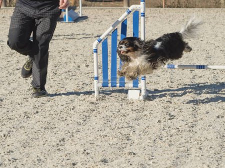 Photo for A small black-brown-white dog with a tongue sticking out and long flowing fur being led by a handler jumps over an obstacle in an agility competition - Royalty Free Image