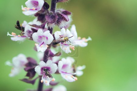 Téléchargez les photos : Le printemps est arrivé - Insectes colorés sur fleur violette blanche. - en image libre de droit