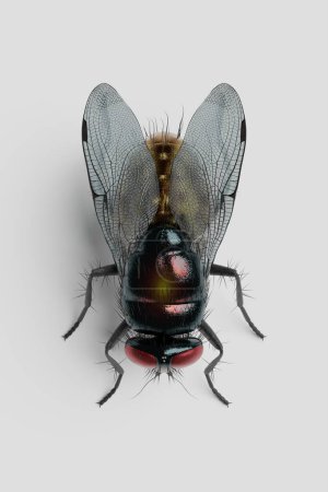 Téléchargez les photos : Mouche nuisible gros plan, insecte ennuyeux, mouche à vent sur un fond blanc. 3d rendu - en image libre de droit