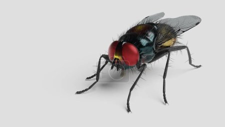 Pest fly close-up, annoying insect, blowfly on a white background. 3d render