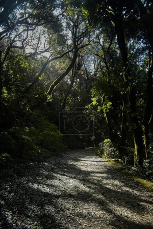 Photo for Dirt road winding through a dense forest, flanked by tall trees on both sides - Royalty Free Image