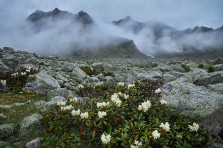 Blooming rhododendron bushes in the foreground with a backdrop of fog covered mountains