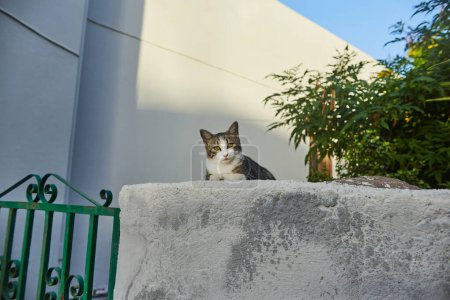gato Tabby con una mirada vigilante descansa sobre una pared blanca iluminada por el sol cerca de barandillas de metal verde