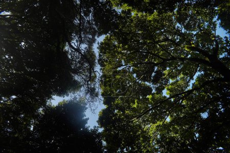 Sonne filtert durch das grüne Kronendach hoch aufragender Bäume in einem dichten Wald