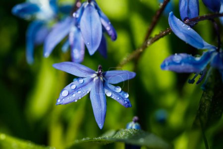Gros plan de fleurs bleu scilla luciliae en fleurs avec des gouttes de pluie dans la journée ensoleillée. Premiers plants bulbeux printaniers. Focus sélectif avec effet bokeh
.