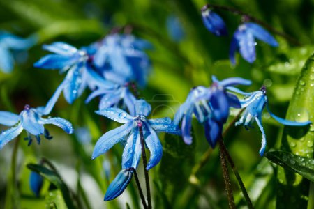 Primer plano de la floración azul scilla luciliae flores con gotas de lluvia en el día soleado. Primeras plantas bulbosas de primavera. Enfoque selectivo con efecto bokeh
.