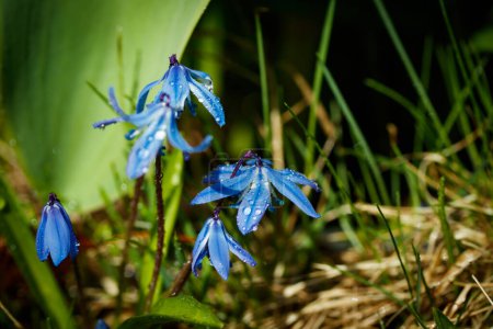 Großaufnahme blühender blauer Scilla luciliae-Blüten mit Regentropfen an sonnigen Tagen. Erste Frühlingszwiebelpflanzen. Selektiver Fokus mit Bokeh-Effekt.