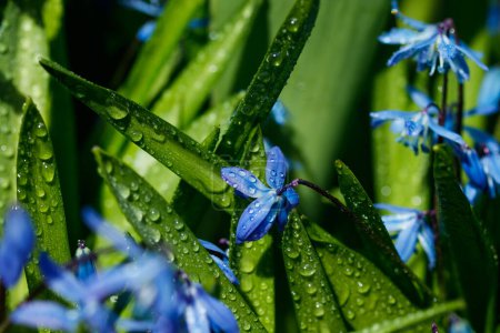 Großaufnahme blühender blauer Scilla luciliae-Blüten mit Regentropfen an sonnigen Tagen. Erste Frühlingszwiebelpflanzen. Selektiver Fokus mit Bokeh-Effekt.