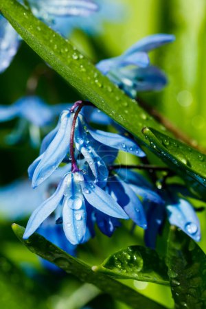 Photo for Closeup of blooming blue scilla luciliae flowers with raindrops in sunny day. First spring bulbous plants. Selective focus with bokeh effect. - Royalty Free Image