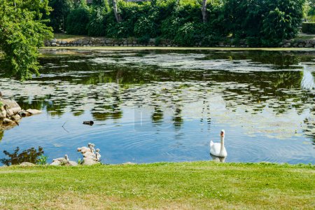 Cisnes blancos en el parque del castillo de Egeskov, Dinamarca.