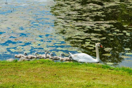 Cisnes blancos en el parque del castillo de Egeskov, Dinamarca.