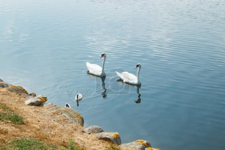 White swans on lake near of Frederiksborg castle in Hillerod, Denmark